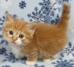 5 Munchkin Kittens For Adoption