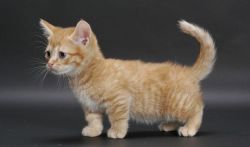 Cute male and female Munchkin Kittens.