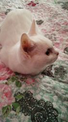 Short Haired, White, Female Munchkin Kitten