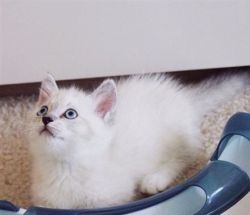 Blue Point And Seal Point Munchkin Kittens