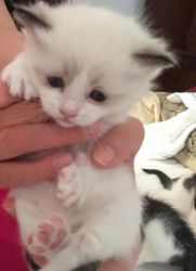 Gorgeous Munchkin Male and Female Kittens