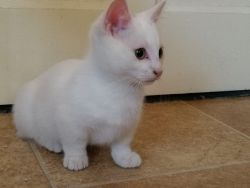 Genuine Short Legged Munchkin Kittens For Sale