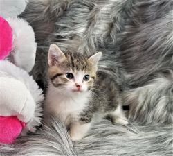 Gorgeous Munchkin Kittens Available for their forever home.