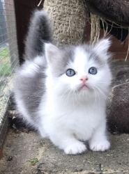 Beautiful Munchkin Kittens Male and Female Available