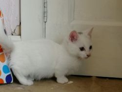 Genuine Short Legged Munchkin Kittens