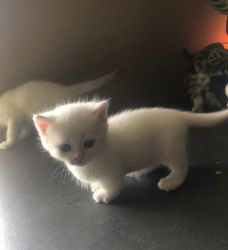 Pure White Short Legs Munchkin Kittens