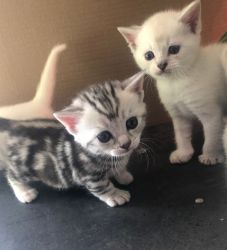 Energetic and Friendly Munchkin Kittens