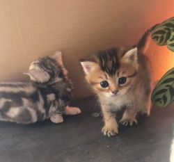 Beautiful GCCF Registered Munchkin Kittens