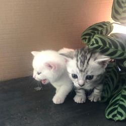 3 Beautiful Munchkin Kittens Seeking New Homes