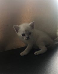 GCCF Registered Munchkin kittens Available