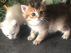 Lovely Male and Female Munchkin Kittens Ready