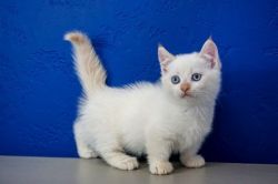 Gentle, Playful Male and Female Munchkin Kittens