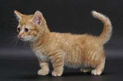 6 Beautiful Munchkin Kittens
