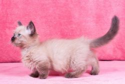 Pure breed Munchkin kittens for adoption