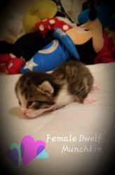 Munchkin Dwelf Kittens