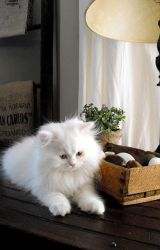 Adorable Munchkin Kitten available-