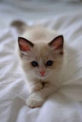 Beautiful Napoleon Munchkin kittens available