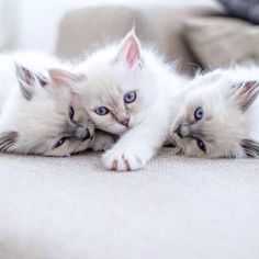 TICA Beautiful Intelligent Munchkin kittens