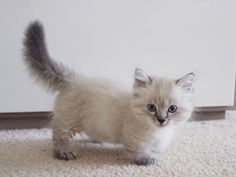 Two Munchkin kittens available