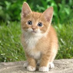 Munchkin Kitten cute and adorable