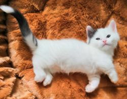 Tica registered Munchkin kittens