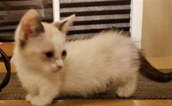 handled daily and played Munchkin kittens