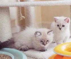 Quality Muchkin Kittens for good home