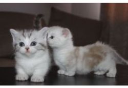 munchkin kittens
