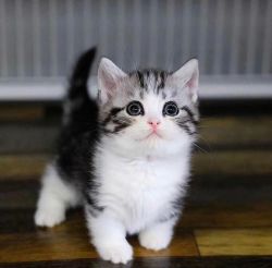 Trained 13 weeks old Munchkin kittens for loving homes
