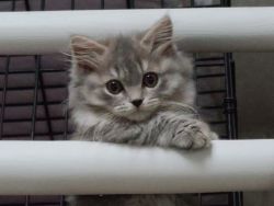 Male Munchkin Kitten