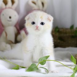 Adorable munchkin Short Leg Kittens Available