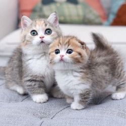 Adorable munchkins kittens and munchkins cat for sale