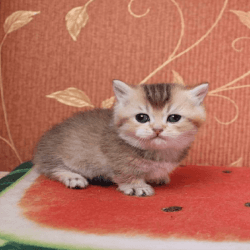 Adorable munchkin cats and kittens for sale