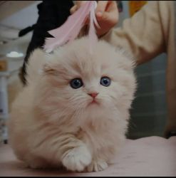 Trained Munchkin Kittens for sale
