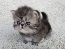 Blue Tabby Minuet Longhair kitten with a high nose/flat face