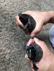 Think they are yellow bellied slider , very energetic