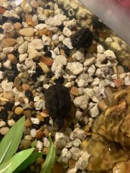 2 musk turtles male and female