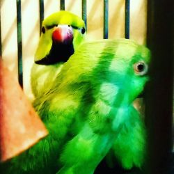 Male & Female Mustache Parakeets