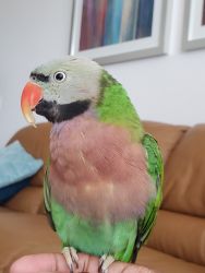 Mustached Parakeet/Red Breasted Parakeet