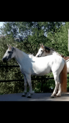 Mustang mare for rehoming
