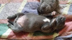 Cute Little Neopolitan Mastiff For Sale/Adoption
