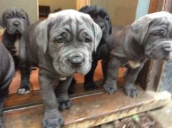Chunky Neapolitan Mastiff pups ready forever homes
