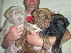 Neapolitan Mastiff Puppies for adoption now.