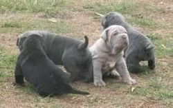 Neapolitan Mastiff puppies for sale