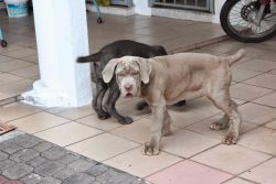 Neapolitan mastiff puppies available