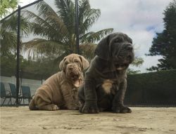 Beautiful Neapolitan Mastiff Puppies Available