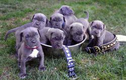 Pedigree Kc Reg Neapolitan Mastiff Puppies