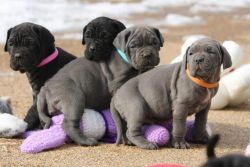 Neapolitan Mastiff Puppies available