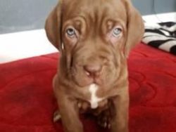Neapolitan Mastiff pup for sale