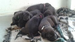 Neapolitan mastiff puppies for sale